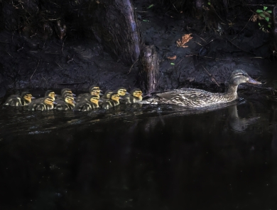 Female (mother) mallard (brown, black & white) leads 9 yellow/black & white) ducklings paddling down a canal