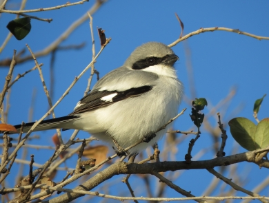 A light grey bird with black stripe on the side of it's head, white breast and dark wing tip and tail feathers
