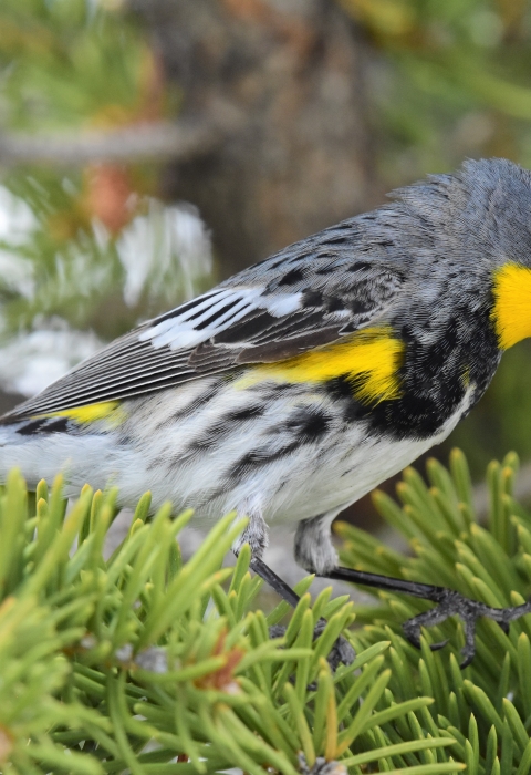 close-up shot of a yellow-rumped warbler