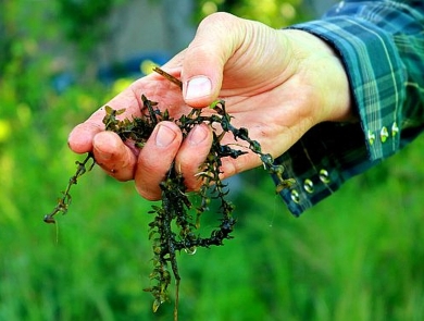 Stringy green vegetation being held in a person's hand