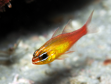 A golden orange fish swims along the bottom of the sandy ocean
