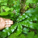 A picture of American hart's-tongue fern