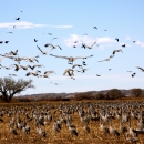 Larged-winged birds called sandhill cranes arrive in fields to feed at Bosque del Apache National Wildlife Refuge.