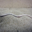 A sand skink displays a light tan color with spotting on its scales and a lateral strip on the snout. Its body shape is slender with reduced limbs. strip on the snout.
