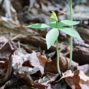A bright orange stem, with five leaves and a flower emerging from the leaf-covered forest floor