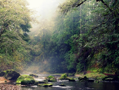 Looking upstream at West Fork Millacoma River on Elliott State Research Forest