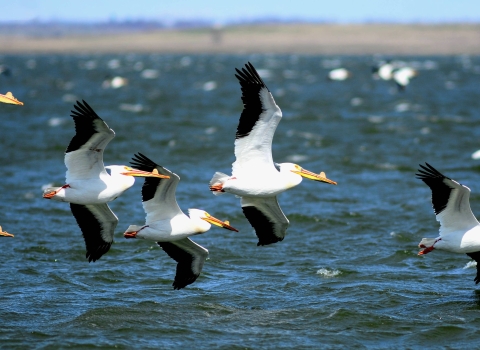White birds with black-tipped wings and long yellow beaks fly over water at Chase Lake National Wildlife Refuge in North Dakota.
