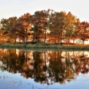 Fall trees illuminated by sunlight