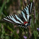 Blue, white & black swallow tailed butterfly on green plant