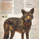 a red wolf looking up