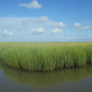 A grassy marsh
