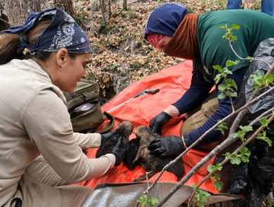Biologists mix pups together at a Mexican wolf foster event.