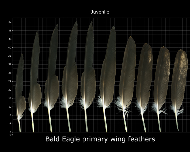 The Feather Atlas Feather Identification and Scans U.S. Fish and