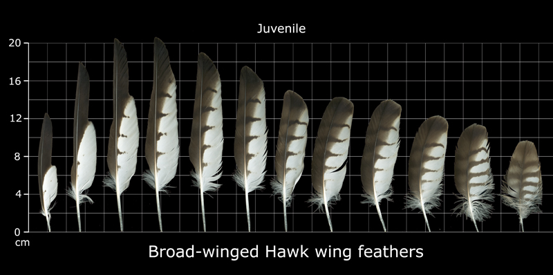 The Feather Atlas - Feather Identification And Scans - U.s. Fish And 