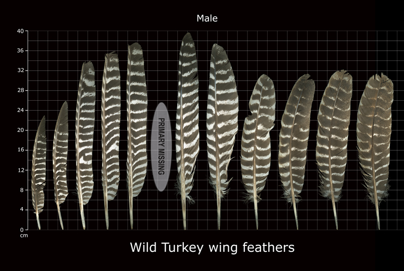 The Feather Atlas Feather Identification and Scans