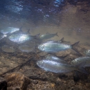 Dozens of silver fish swim over a rocky stream bed.