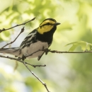 a small black, white, and yellow bird perched on a tree branch
