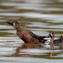 Blue-winged teal
