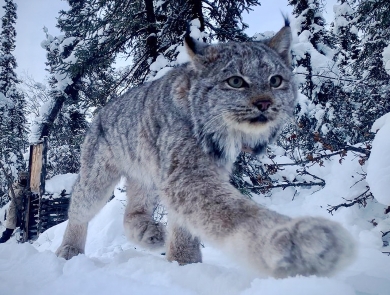 Lynx Walking