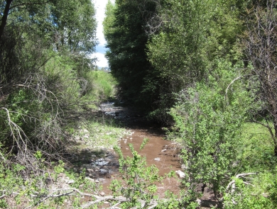 A slow moving, brown creek flows in a dense, leafy forest on a sunny day.