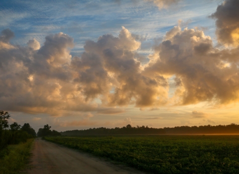 Fluffy white/yellow cumulus clouds over the sunrise-morning refuge tree line