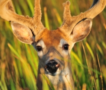 A portrait of a buck white-tailed deer