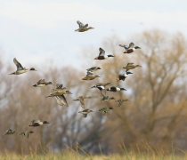 ducks flying