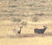 Two mule deer standing in a prairie