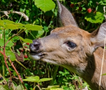 Photo of a deer eating blackberries