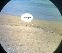 Plover chick "saying" Thank you! in a graphicly added bubble, seen on beach thru a scope.