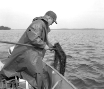 FWS Biologist Sampling Vegetation in 1959