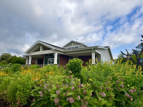 Photo of flowering plants in front of a white and brick building