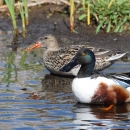 pair of northern shovelers wading in shallow water