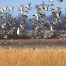 A flock of mallard ducks take flight over a winter wetland with brown grasses and leafless tress in the background
