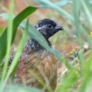 A masked bobwhite surrounded by green vegetation.
