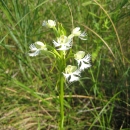 Eastern Prairie Fringed Orchid