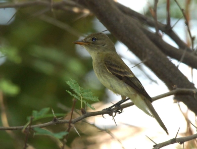 Southwestern willow flycatcher sitting on a branch.