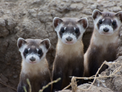 Three ferrets peek out of burrow.