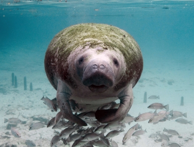 Florida manatee swims in shallow water toward camera.