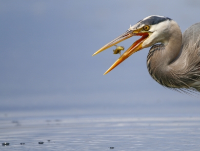 A great blue heron eats a small fish