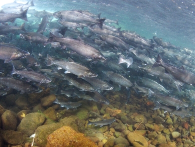 A huge school of silver fishes swimming in a stream