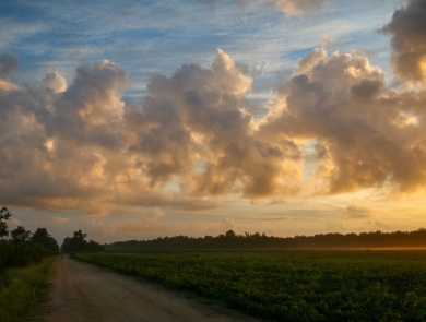 Fluffy white/yellow cumulus clouds over the sunrise-morning refuge tree line