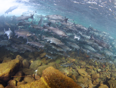Underwater view of a large group of salmon above a rocky ground.