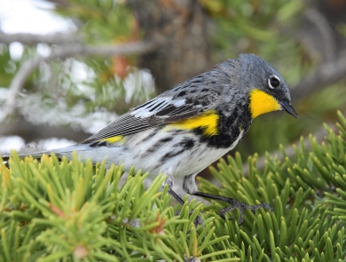 close-up shot of a yellow-rumped warbler