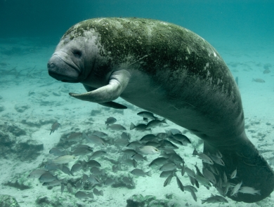 Manatee resting in a body of water with a school of mangrove snappers..