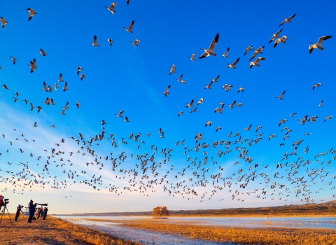 A large flock of white geese with black wingtips fly over photographers lined up along a wetland.