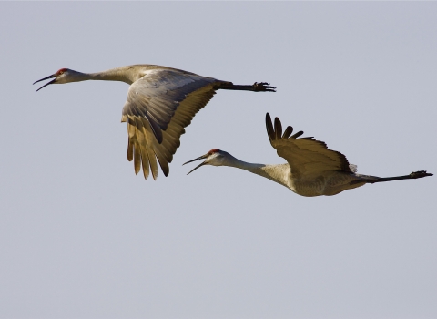 Two sandhill cranes in flight