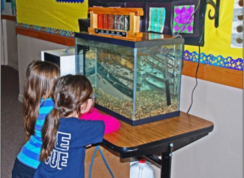 Two California students watch classroom tank.