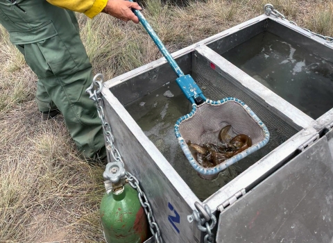 a wildfire fighter wearing yellow and green holds a net full of fish, above a metal box