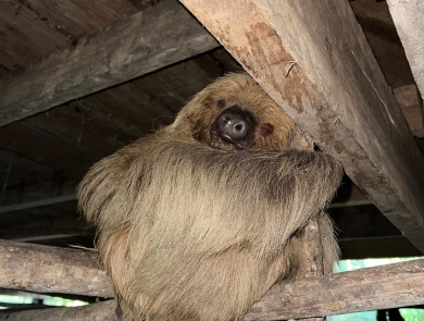 sloth